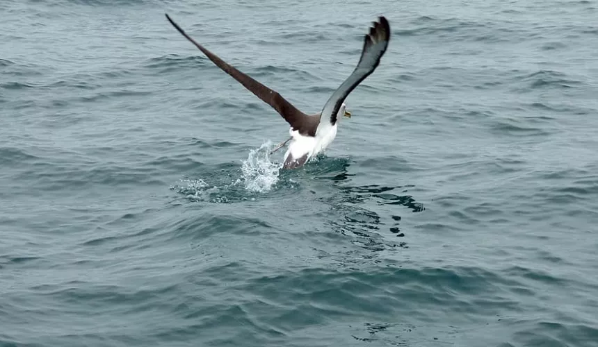 Альбатрос — самая крупная птица, которая может годами не приземляться