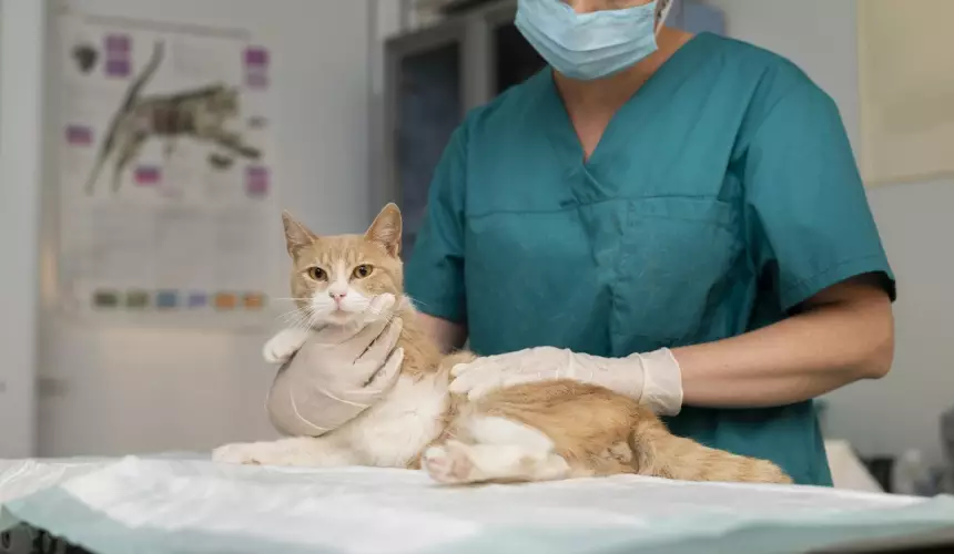 Как усмирить кошку на приёме у ветеринара?